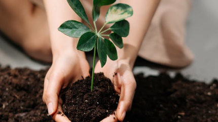 How Acupuncture Can Support IVF and Enhance Fertility
