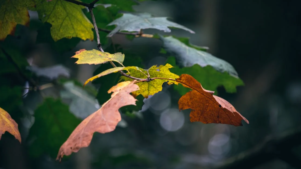 Why Fall Can Trigger Eczema, Dry Skin, and More: What You Need to Know